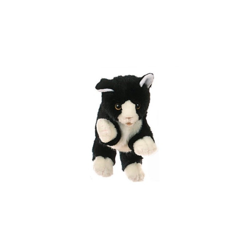 Kleine schwarz/weiße Katze