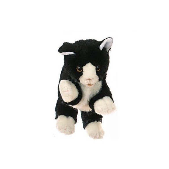 Kleine schwarz/weiße Katze